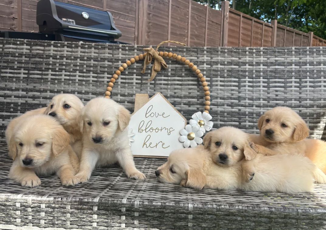 Golden-Retriever-Welpen suchen ein neues Zuhause.