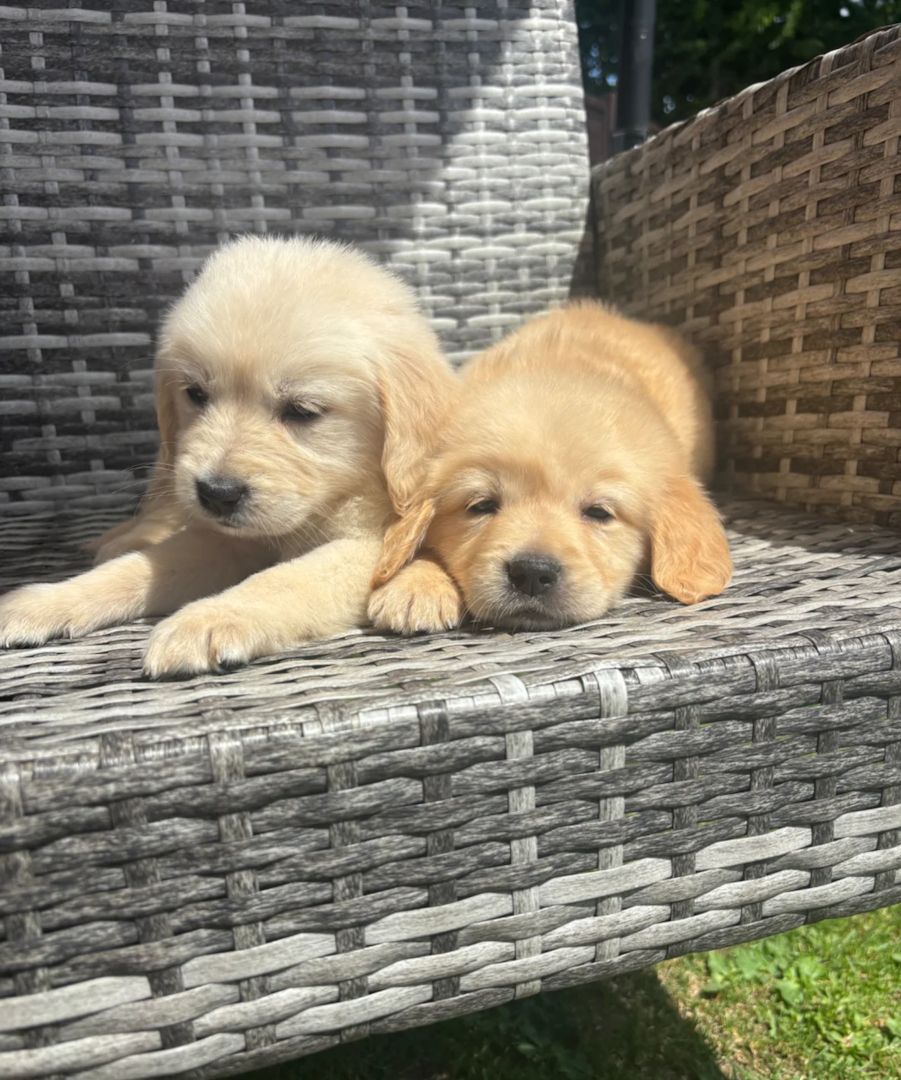 Golden-Retriever-Welpen suchen ein neues Zuhause.