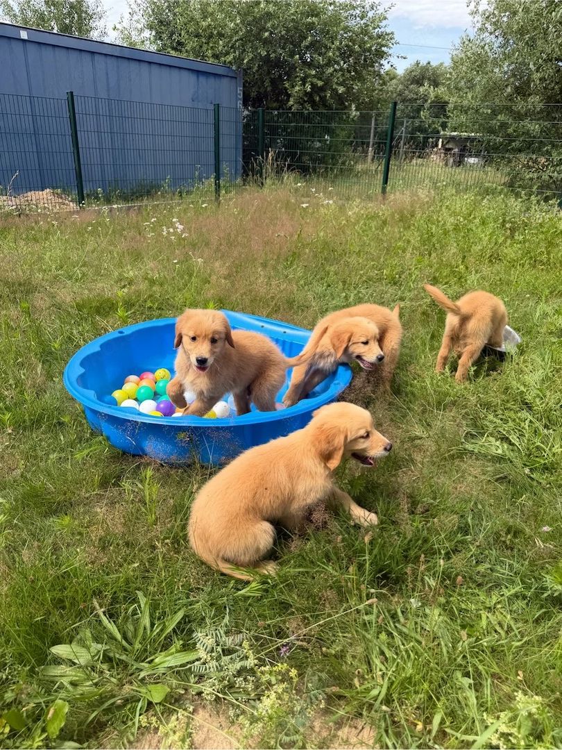 Golden-Retriever-Welpen suchen ein neues Zuhause.