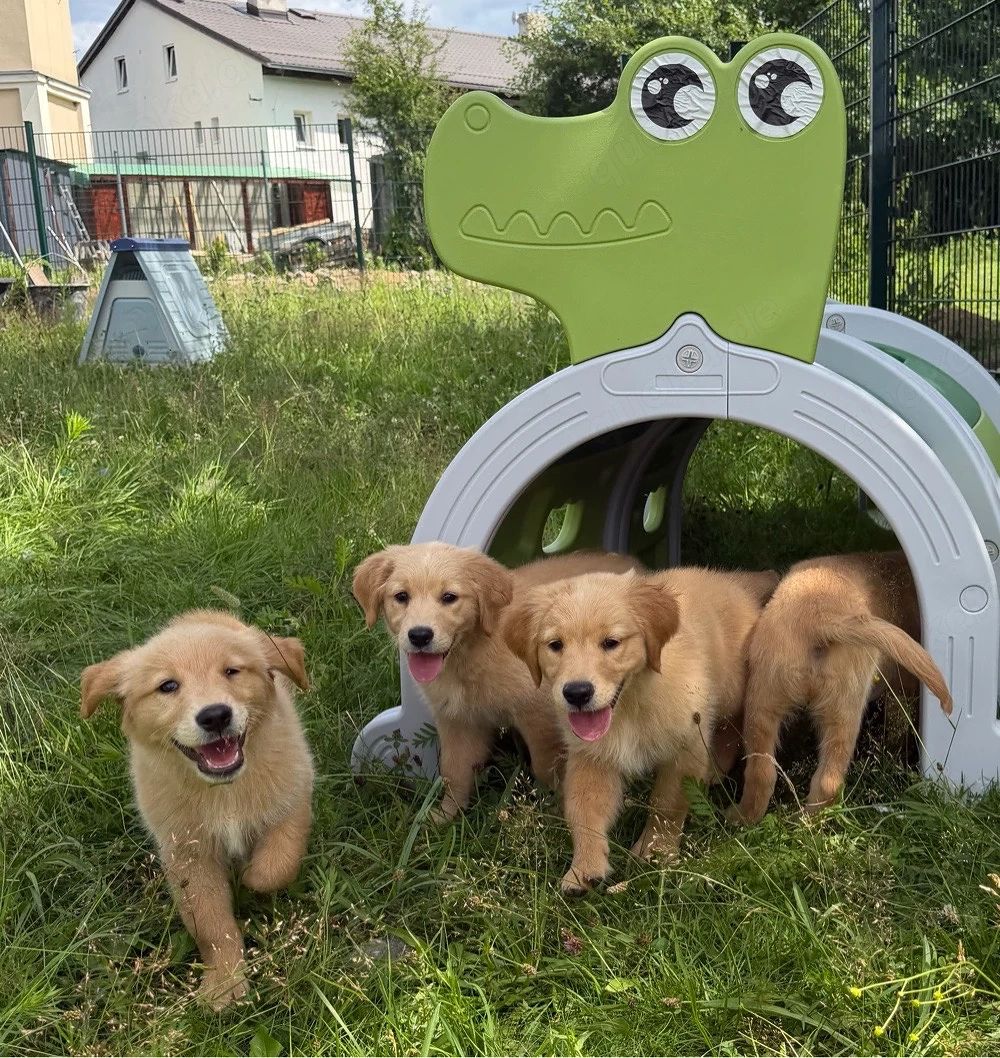 Golden-Retriever-Welpen suchen ein neues Zuhause.