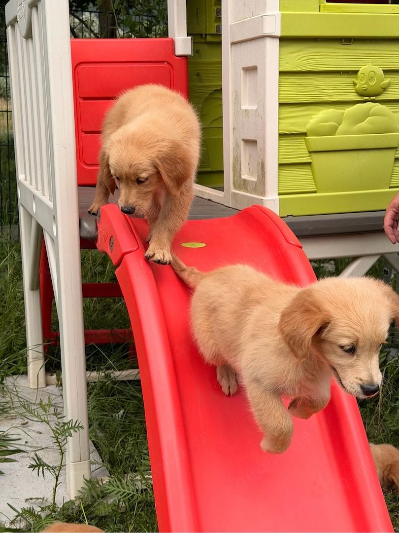 Golden-Retriever-Welpen suchen ein neues Zuhause.
