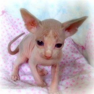Sphynx-Kätzchen suchen ein neues Zuhause