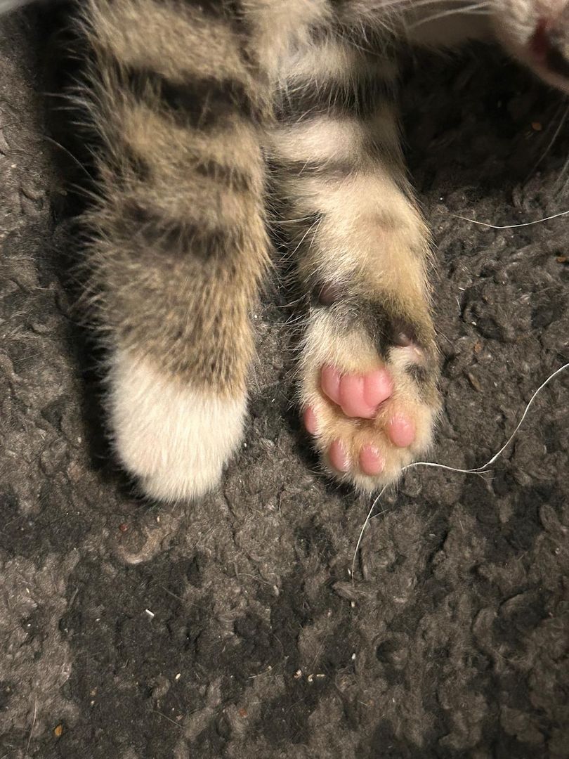 Selbstbewusster Kater sucht Zuhause für immer