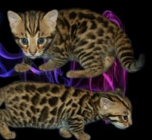 Bengal-Kätzchen (männlich und weiblich) suchen ein neues Zuhause
