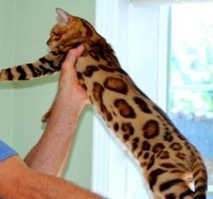 TICA-registrierte Savannah-Kätzchen abzugeben