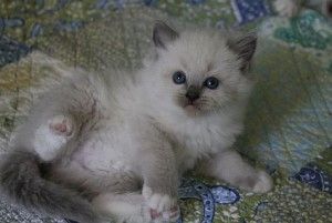 Zwei weiße Ragdoll-Kätzchen