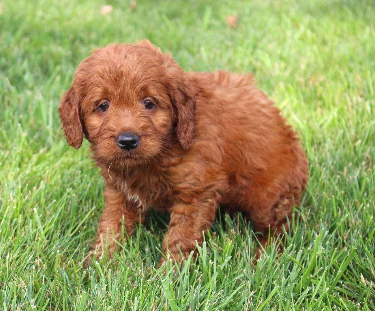 Goldendoodle-Welpen suchen ein neues Zuhause.