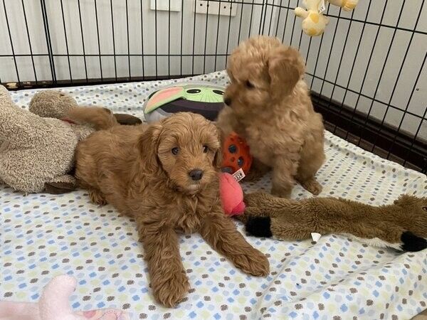 Goldendoodle-Welpen suchen ein neues Zuhause.
