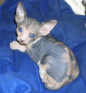 Hochwertige und liebe Sphynx-Kätzchen (männlich und weiblich) suchen ein neues Zuhause.