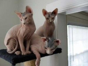 Hochwertige und liebe Sphynx-Kätzchen (männlich und weiblich) suchen ein neues Zuhause.