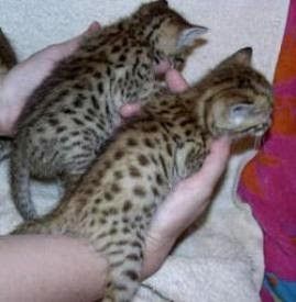 Gesunde Bengal-Kätzchen zur Adoption