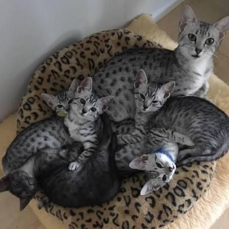 🐾 Zauberhafte Abessinier-Kätzchen suchen liebevolles Zuhause ❤️