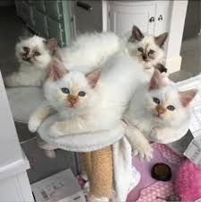 🐾 Wunderschöne 10 Wochen alte Birma-Kätzchen suchen liebevolles Zuhause ❤️