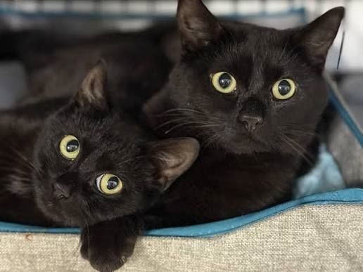 10 Wochen alte Bombay-Kätzchen – Mädchen & Jungen suchen liebevolles Zuhause ❤️