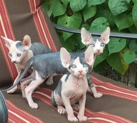 🐾 Wunderschöne Sphynx-Kätzchen suchen liebevolles Zuhause ❤️