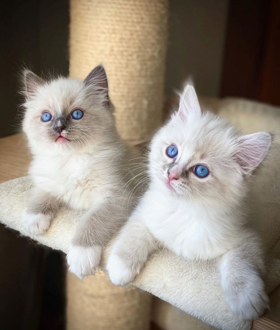 Wunderschöne Ragdoll-Kätzchen.