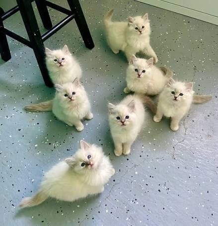 🐾 Zwei wunderschöne Ragdoll-Kätzchen suchen liebevolles Zuhause ❤️