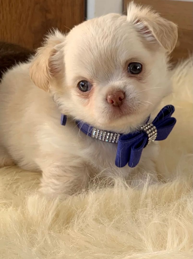 Chihuahua-Welpen suchen ein neues Zuhause.