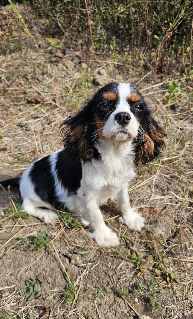 weiblicher Cavalier King Charles Spaniel
