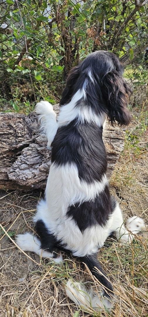 weiblicher Cavalier King Charles Spaniel