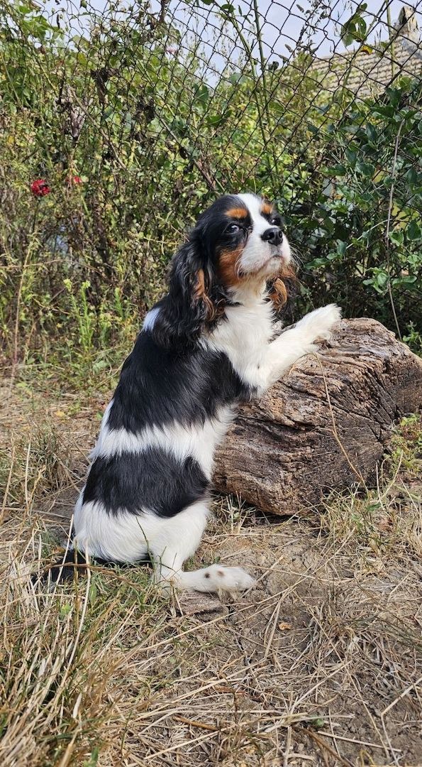 weiblicher Cavalier King Charles Spaniel