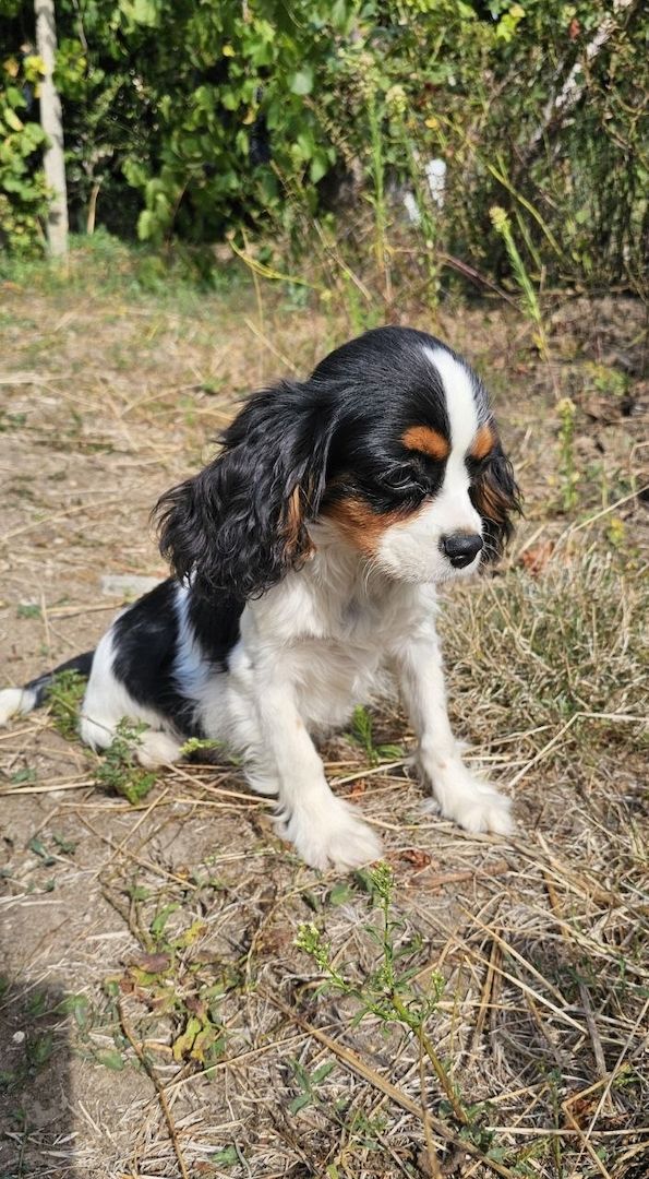 weiblicher Cavalier King Charles Spaniel