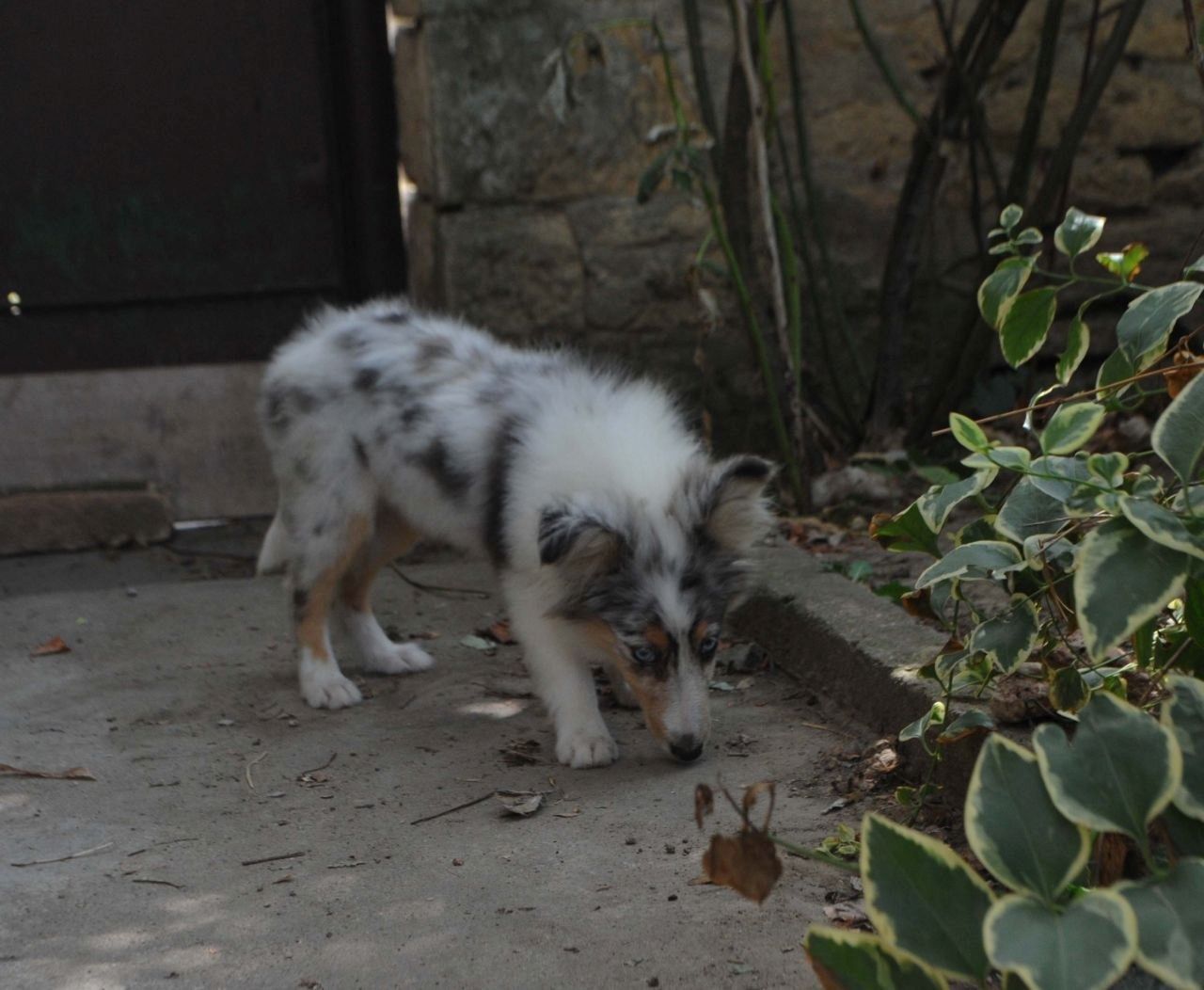 Sheltie-Mädchen