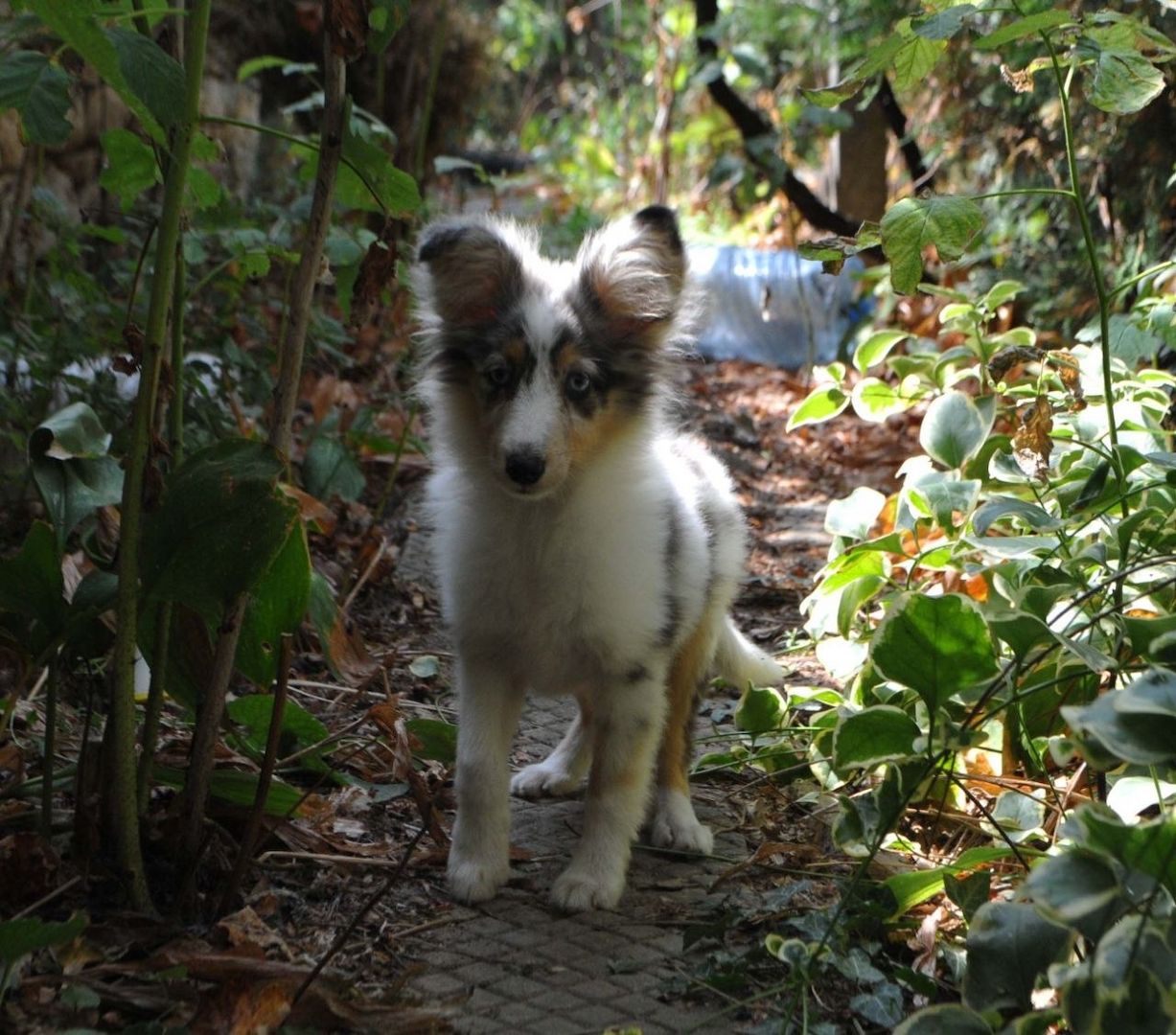 Sheltie-Mädchen