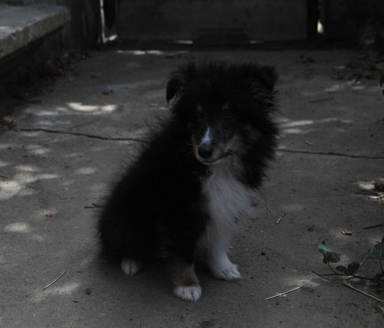 dreifarbiges Sheltie-Mädchen