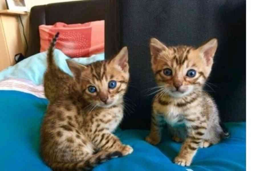 Niedliche Bengalkätzchen zur Adoption