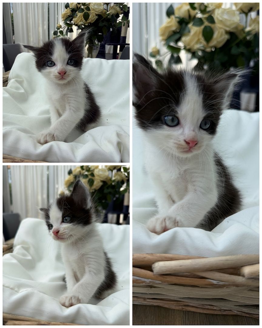 BKH Perser mix Babykatzen
