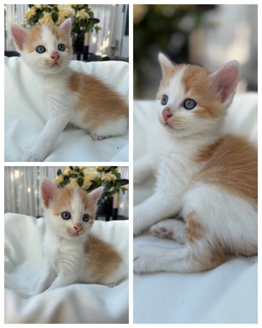 BKH Perser mix Babykatzen