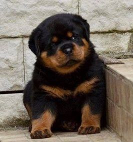 Rottweiler-Welpen. WhatsApp: +44 7469 456352