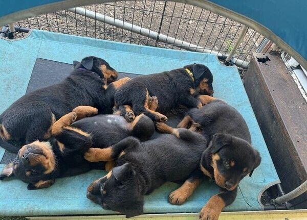 Rottweilerwelpen zur Adoption