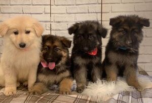 Deutsche Schäferhundwelpen suchen ein neues Zuhause.