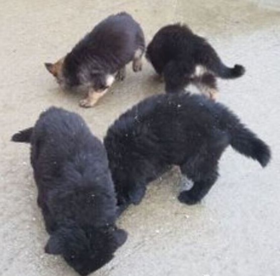 Deutsche Schäferhundwelpen suchen ein neues Zuhause.
