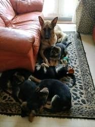 Deutsche Schäferhundwelpen suchen ein neues Zuhause.