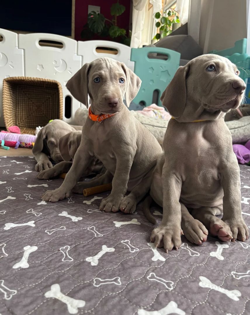 Weimaranerwelpen suchen ein neues Zuhause.