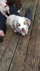 Australische Schäferhundwelpen suchen ein neues Zuhause.