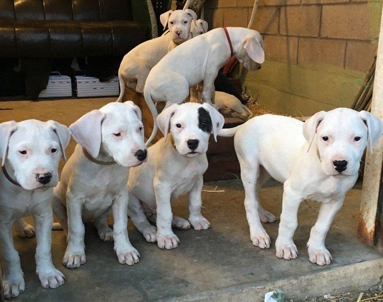 Dogo Argentino Welpen abzugeben.