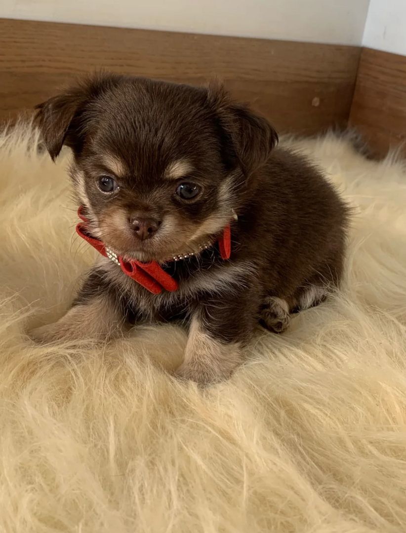 Chihuahua-Welpen suchen ein neues Zuhause.