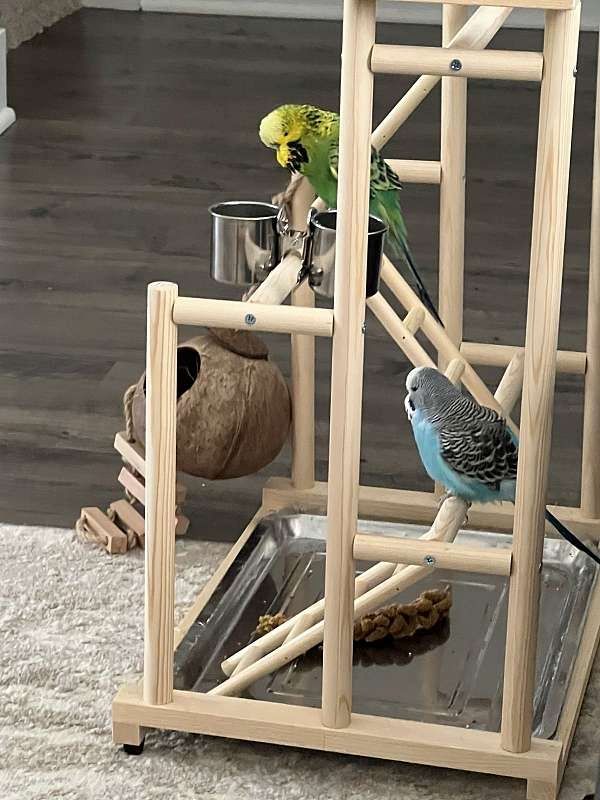 Zwei männliche englische Wellensittich-Babys suchen ein neues Zuhause.