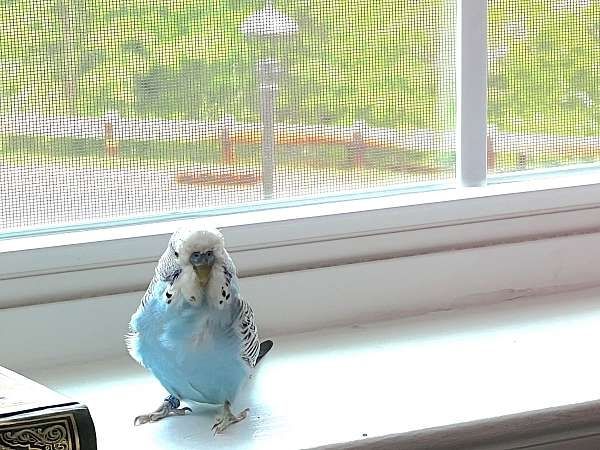 Zwei männliche englische Wellensittich-Babys suchen ein neues Zuhause.