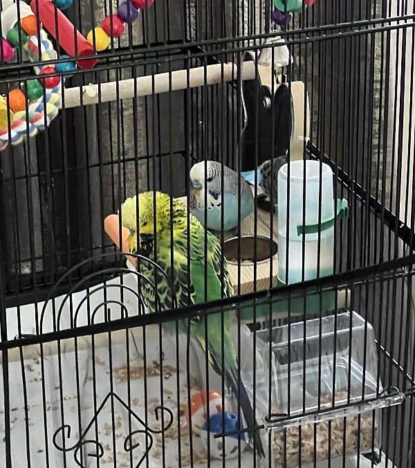Zwei männliche englische Wellensittich-Babys suchen ein neues Zuhause.