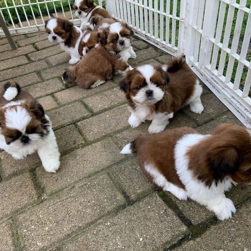 Shih-Tzu-Welpen suchen ein neues Zuhause.