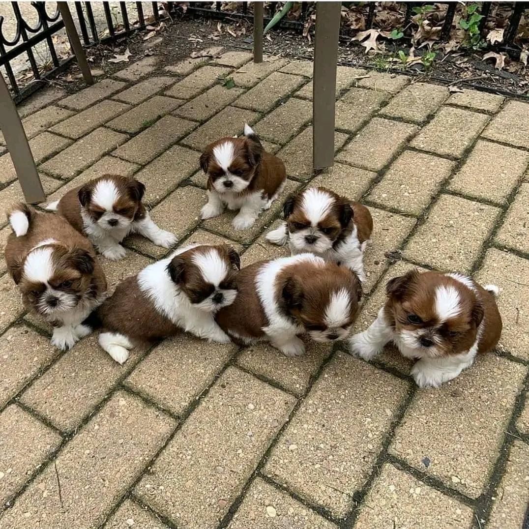 Shih-Tzu-Welpen suchen ein neues Zuhause.