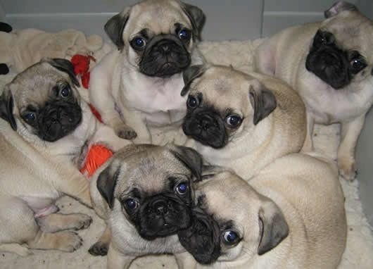 Mops-Welpen suchen ein neues Zuhause.