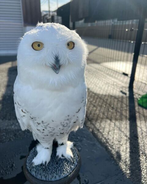 Eulen zur Adoption.