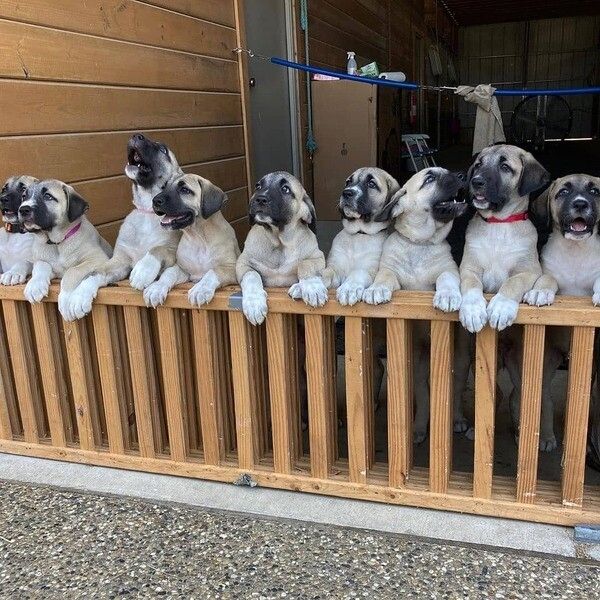 Kangal-Welpen suchen ein neues Zuhause.