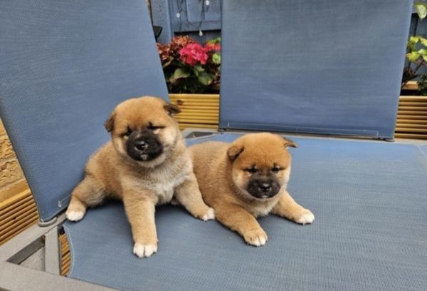 Shiba-Inu-Welpen suchen ein neues Zuhause.